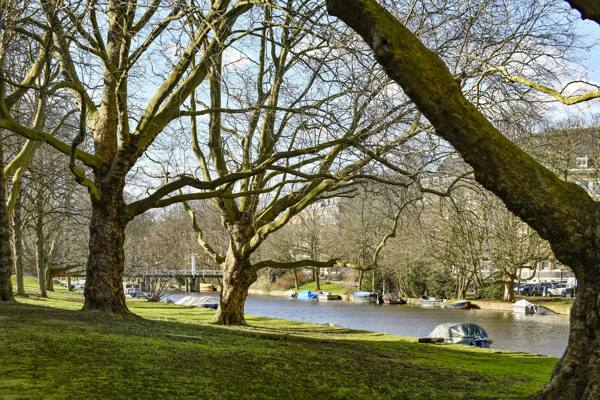 Bomen langs de Cornelis Dopperkade met aangemeerde bootjes in een gracht op een zonnige winterdag.